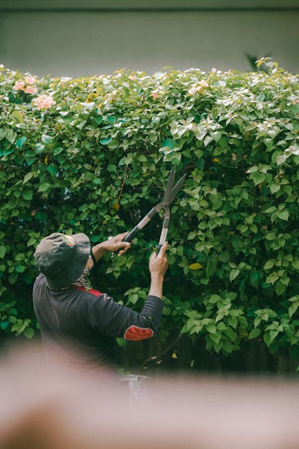 A gardener wearing a dark hat and a long-sleeved black top with red accents is trimming a dense, lush hedge with long-handled hedge shears. The hedge consists of vibrant green foliage and light pink f